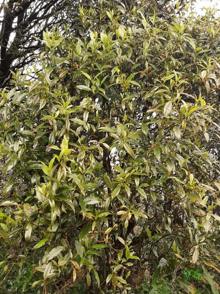 Urophyllum ceylanicum (Wight) Thwaites
